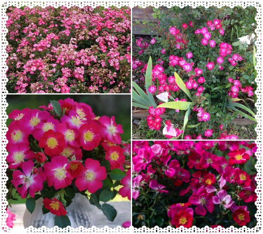 Lupo róże miniaturowe